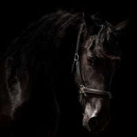 arabo-friesian-horses-black