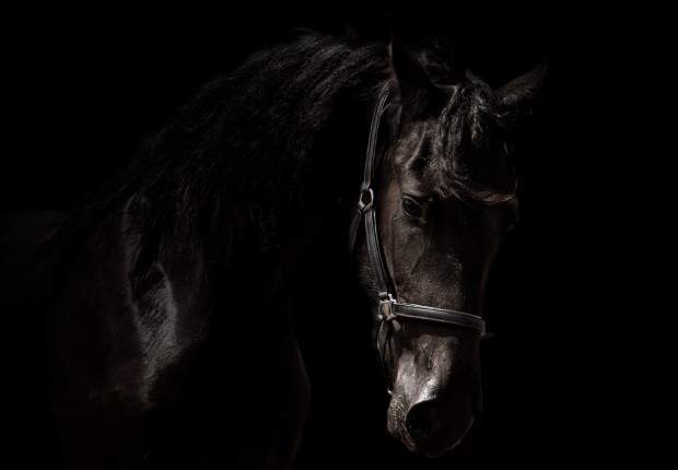 arabo-friesian-horses-black