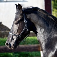 arabo-friesian-zara-1